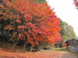 仙人小屋