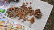 森林学習３